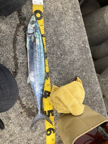 サゴシの釣果