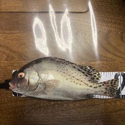 コショウダイ