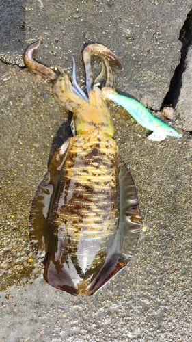 アオリイカの釣果