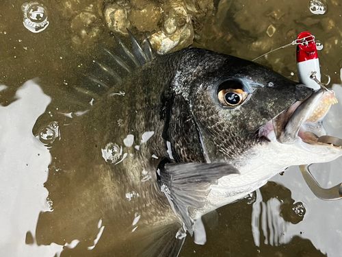 チヌの釣果