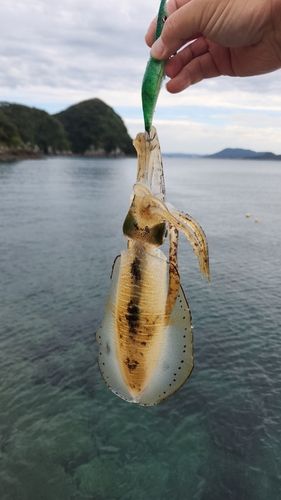 アオリイカの釣果