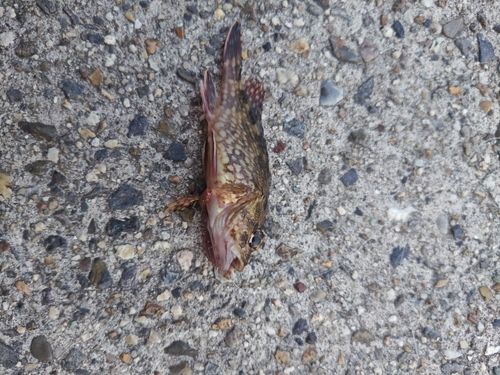 カサゴの釣果