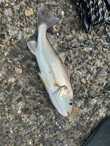 若洲海浜公園海釣り施設