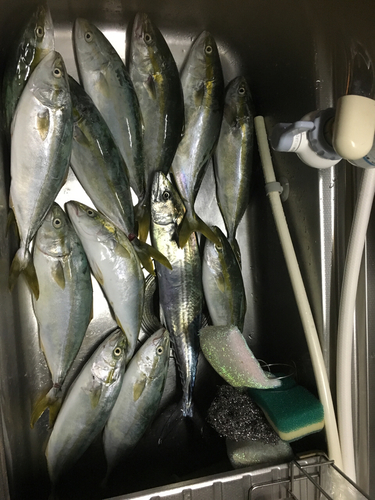 ツバイソの釣果