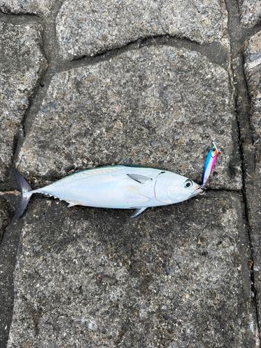 ソウダガツオの釣果
