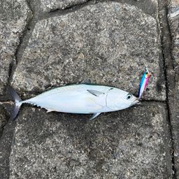 ソウダガツオ