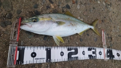 フクラギの釣果