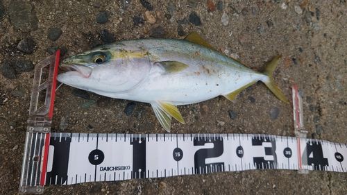 フクラギの釣果