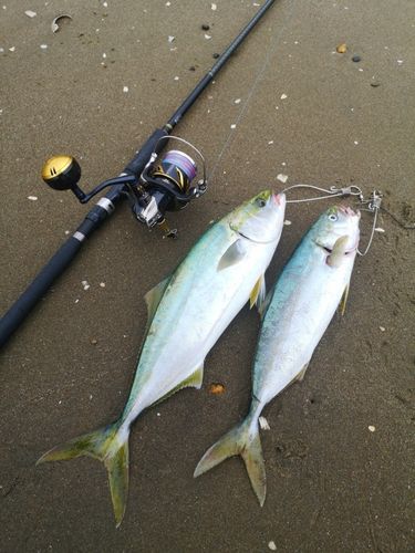 イナダの釣果