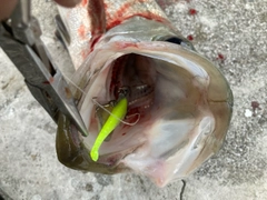 ヒラスズキの釣果