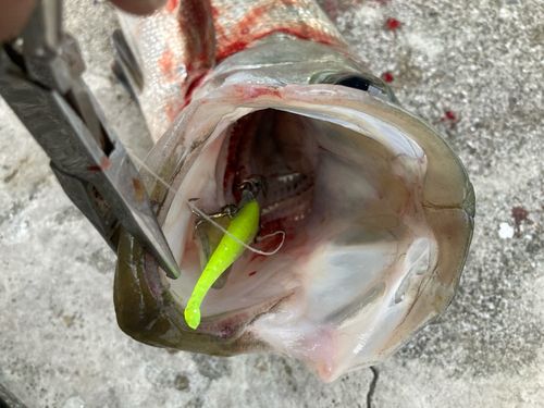 ヒラスズキの釣果