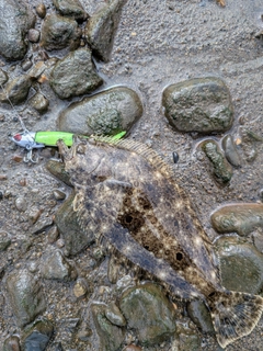 ヒラメの釣果
