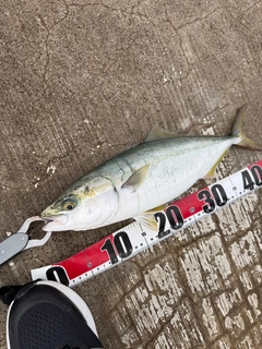 ハマチの釣果