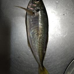 アジ