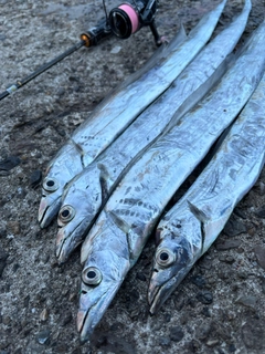 タチウオの釣果