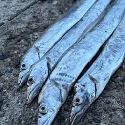 タチウオ