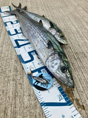 サゴシの釣果