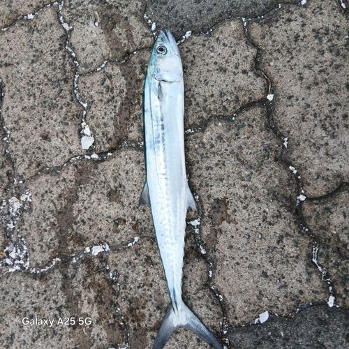 サゴシの釣果