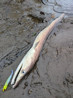 ハモの釣果