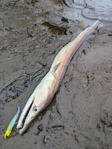 ハモの釣果