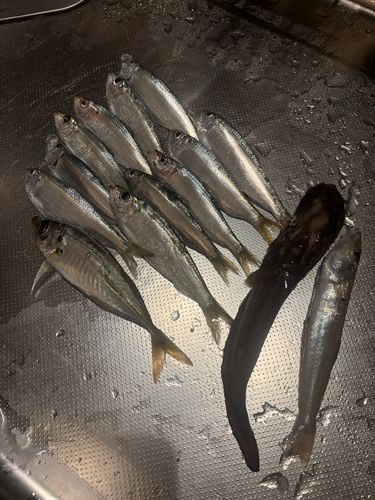 久慈漁港