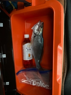 釣果