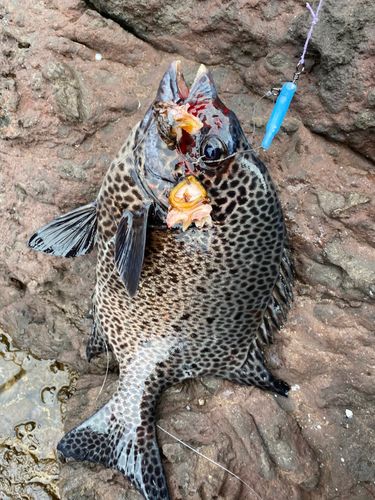 イシガキダイの釣果