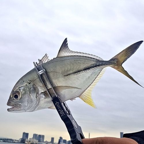 ギンガメアジの釣果