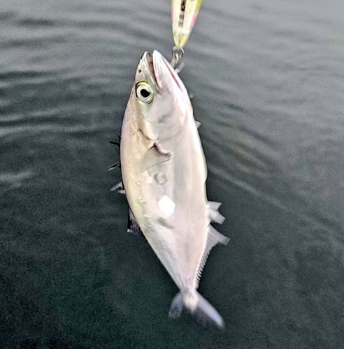イケカツオの釣果