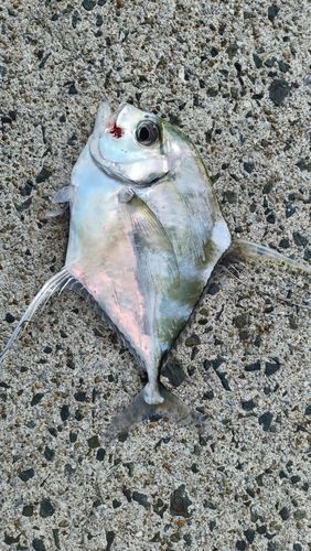 イトヒキアジの釣果