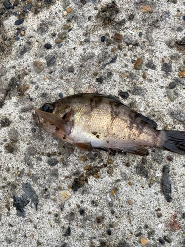 アカメバルの釣果