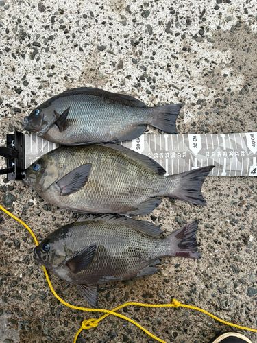 グレの釣果