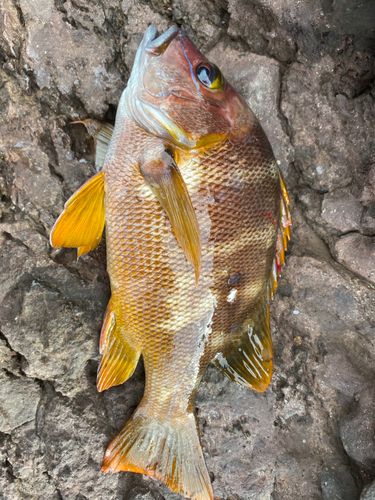 シブダイの釣果