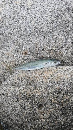 大隅海峡