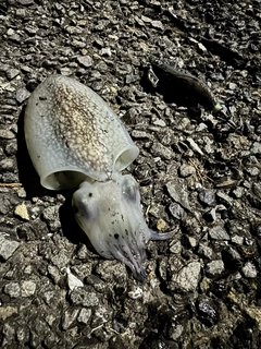 シリヤケイカの釣果