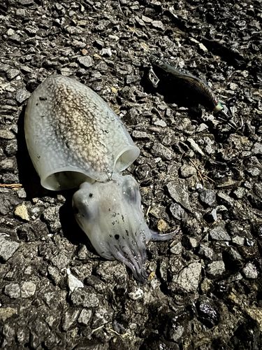 シリヤケイカの釣果