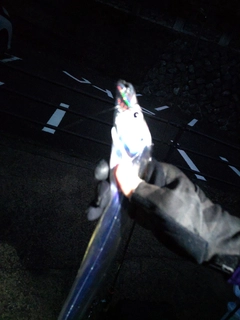 タチウオの釣果