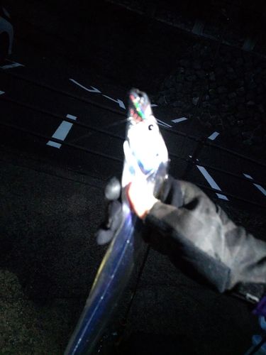 タチウオの釣果