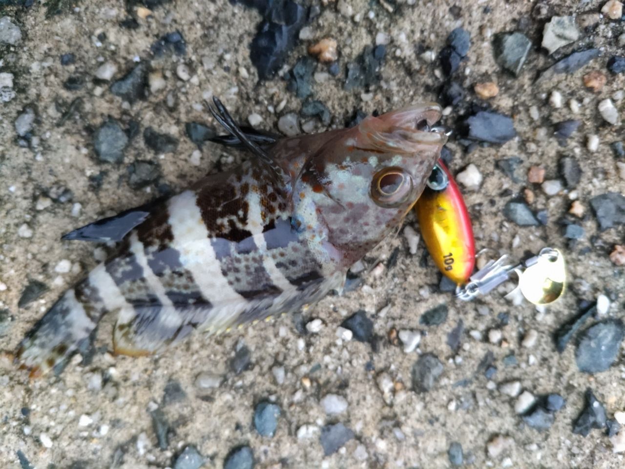 タチウオ