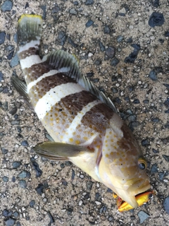 アオハタの釣果