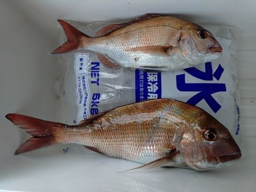 マダイの釣果