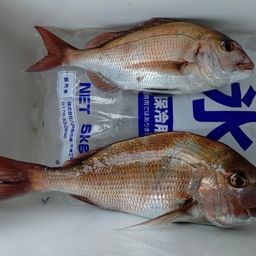 マダイ