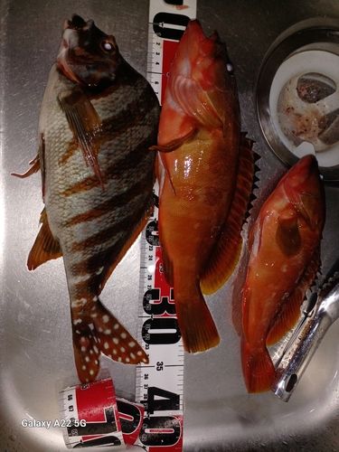アカハタの釣果