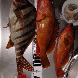 アカハタ