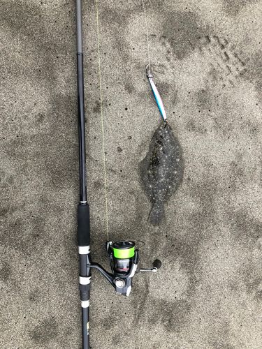 ソゲの釣果