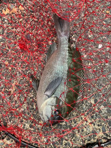 メジナの釣果