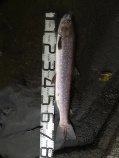 アメマスの釣果