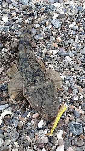 マゴチの釣果
