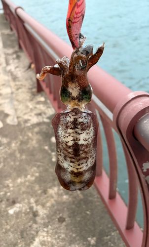 新湊西漁港