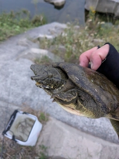 釣果